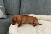 Tara, a female Miniature Dachshund for sale in Tacoma, WA – 4 of 7