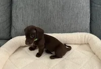 Cherry , a female Miniature Dachshund for sale in Tacoma, WA – 3 of 5