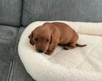 Tara, a female Miniature Dachshund for sale in Tacoma, WA – 2 of 7