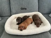 Mia, a female Miniature Dachshund for sale in Tacoma, WA – 3 of 5