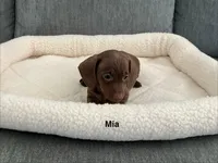 Mia, a female Miniature Dachshund for sale in Tacoma, WA – 1 of 5
