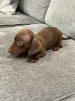 Thumbelina, a female Miniature Dachshund for sale in Tacoma, WA – 5 of 5