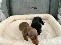Ray, a male Miniature Dachshund for sale in Tacoma, WA – 4 of 4