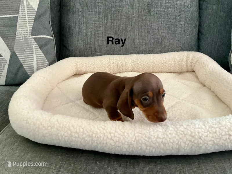 Ray – Miniature Dachshund puppy for sale in Tacoma, WA