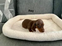 Ray, a male Miniature Dachshund for sale in Tacoma, WA – 1 of 4