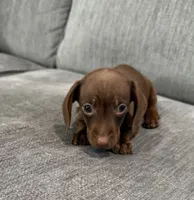 Thumbelina, a female Miniature Dachshund for sale in Tacoma, WA – 3 of 5