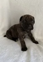 Brindle Boy 1, a male Cane Corso for sale in Whatley, AL – 2 of 5