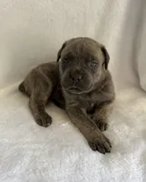 Gray Brindle Female, a female Cane Corso for sale in Whatley, AL – 3 of 5