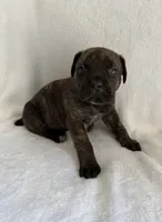 Brindle Boy 1, a male Cane Corso for sale in Whatley, AL – 3 of 5