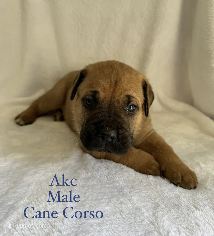 Male  – Cane Corso puppy for sale in Whatley, AL