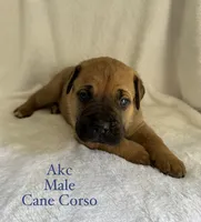 Male , a male Cane Corso for sale in Whatley, AL – 1 of 4