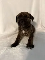 Brindle boy 2 , a male Cane Corso for sale in Whatley, AL – 3 of 4