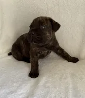 Brindle Boy 1, a male Cane Corso for sale in Whatley, AL – 5 of 5