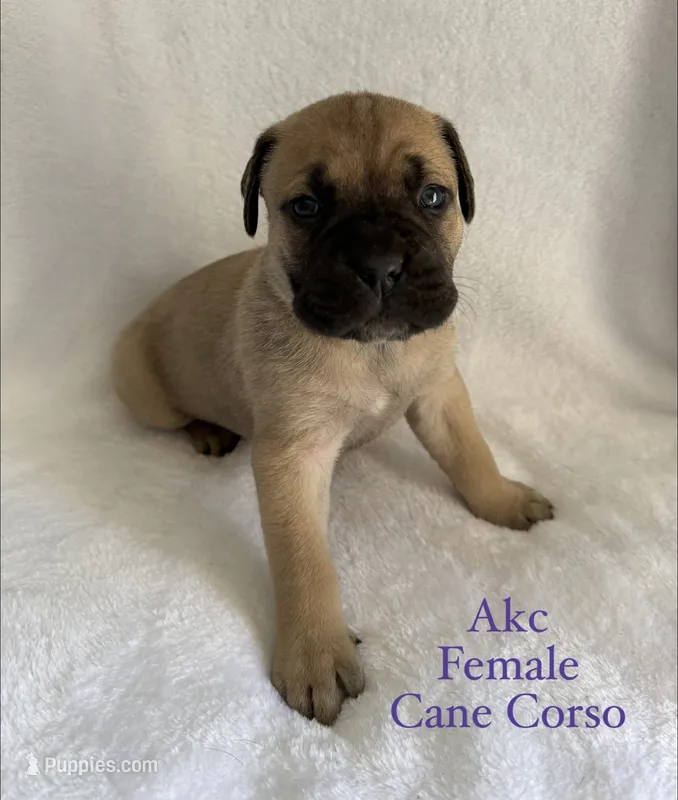 Fawn Female – Cane Corso puppy for sale in Whatley, AL