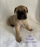 Fawn Female, a female Cane Corso for sale in Whatley, AL – 1 of 3