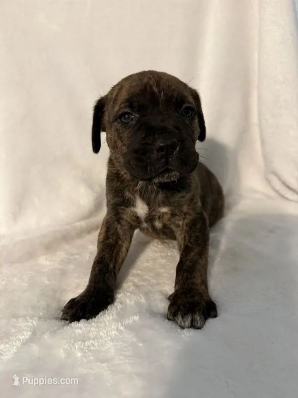 Brindle boy 2  – Cane Corso puppy for sale in Whatley, AL