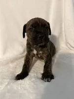 Brindle boy 2 , a male Cane Corso for sale in Whatley, AL – 1 of 4