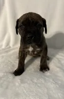 Brindle boy 2 , a male Cane Corso for sale in Whatley, AL – 2 of 4