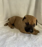 Male , a male Cane Corso for sale in Whatley, AL – 2 of 4