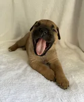 Male , a male Cane Corso for sale in Whatley, AL – 4 of 4