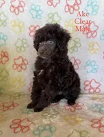 Brown Mlae , a male Poodle - Toy  for sale in Whatley, AL – Photo 2 of 2