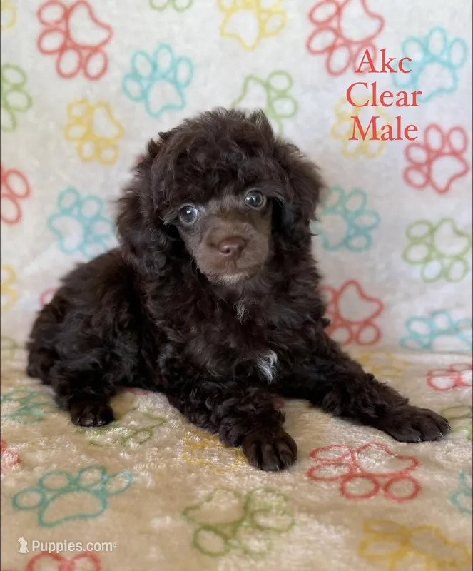 Brown Mlae  – Poodle - Toy  puppy for sale in Whatley, AL