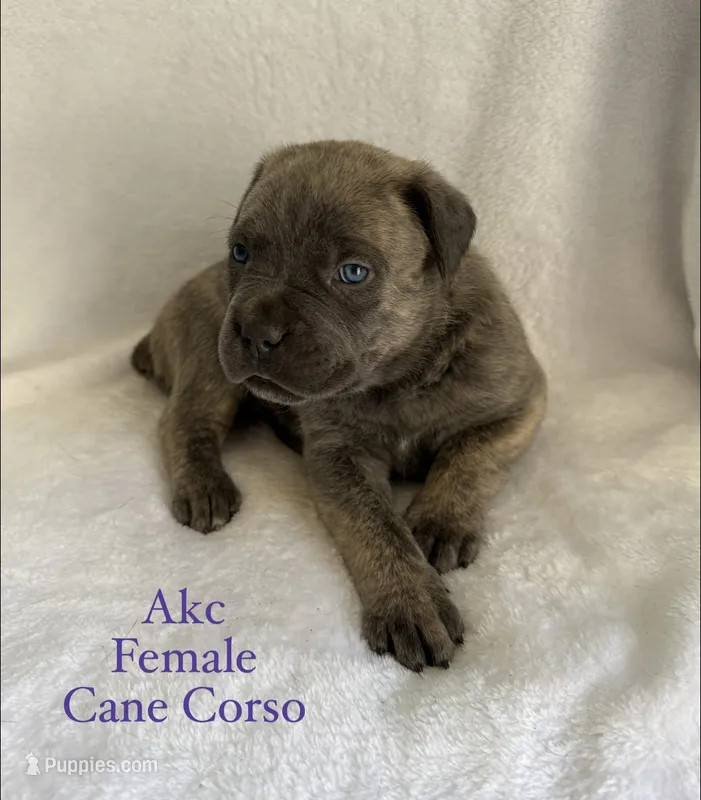 Gray Brindle Female – Cane Corso puppy for sale in Whatley, AL