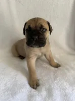 Fawn Female, a female Cane Corso for sale in Whatley, AL – 3 of 3