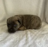 Gray Brindle Female, a female Cane Corso for sale in Whatley, AL – 2 of 5
