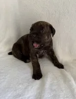 Brindle Boy 1, a male Cane Corso for sale in Whatley, AL – 4 of 5