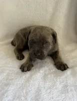 Gray Brindle Female, a female Cane Corso for sale in Whatley, AL – 4 of 5