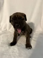 Brindle boy 2 , a male Cane Corso for sale in Whatley, AL – 4 of 4