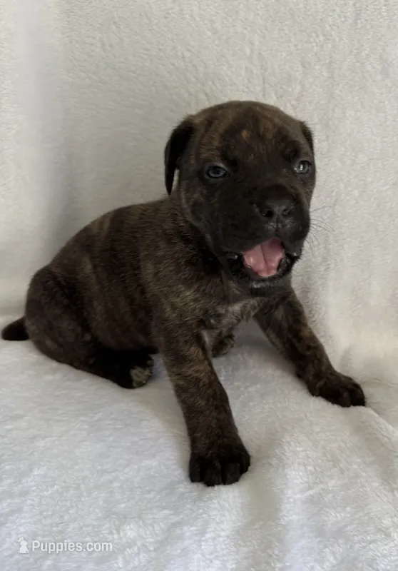 Brindle Boy 1 – Cane Corso puppy for sale in Whatley, AL