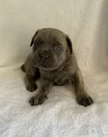 Gray Brindle Female, a female Cane Corso for sale in Whatley, AL – 5 of 5