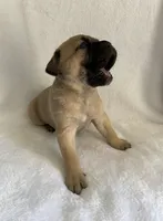 Fawn Female, a female Cane Corso for sale in Whatley, AL – 2 of 3