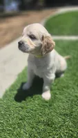 Blue, a male Golden Retriever for sale in Temecula, CA – 3 of 3