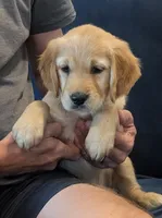 Rose, a female Golden Retriever for sale in Temecula, CA – 3 of 4