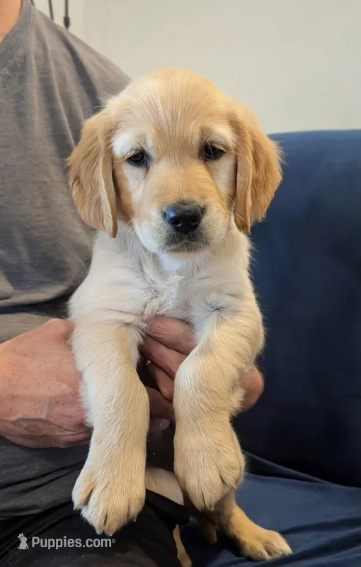 Rose – Golden Retriever puppy for sale in Temecula, CA