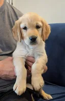 Rose, a female Golden Retriever for sale in Temecula, CA – 1 of 4