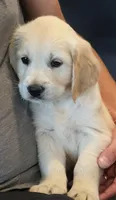 Sunny, a female Golden Retriever for sale in Temecula, CA – 5 of 5