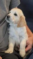 Sunny, a female Golden Retriever for sale in Temecula, CA – 4 of 5