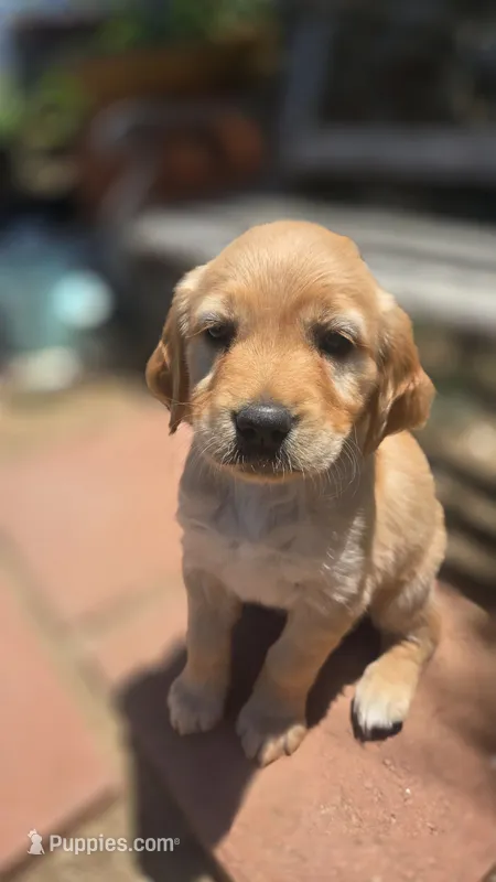 Rose – Golden Retriever puppy for sale in Temecula, CA