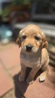 Rose, a female Golden Retriever for sale in Temecula, CA – 1 of 2