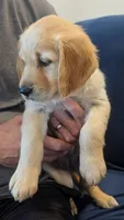 Rose, a female Golden Retriever for sale in Temecula, CA – 2 of 4