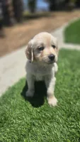 Blue, a male Golden Retriever for sale in Temecula, CA – 1 of 3