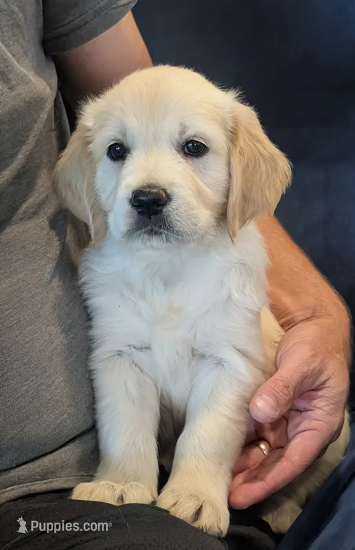 Sunny – Golden Retriever puppy on hold in Temecula, CA