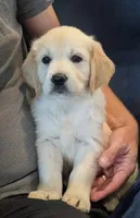 Sunny, a female Golden Retriever for sale in Temecula, CA – 1 of 5