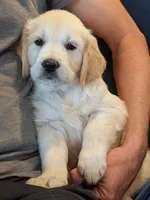 Sunny, a female Golden Retriever for sale in Temecula, CA – 3 of 5