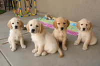 Pearl, a female Golden Retriever for sale in Temecula, CA – 7 of 7