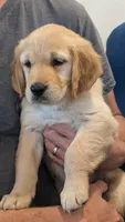 Rose, a female Golden Retriever for sale in Temecula, CA – 4 of 4